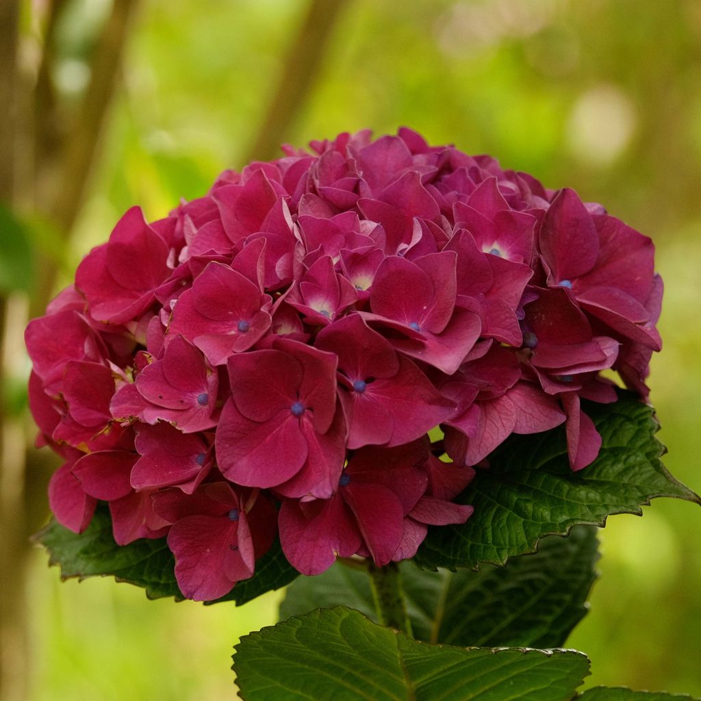 Jalohortensia Merveille Sanguine