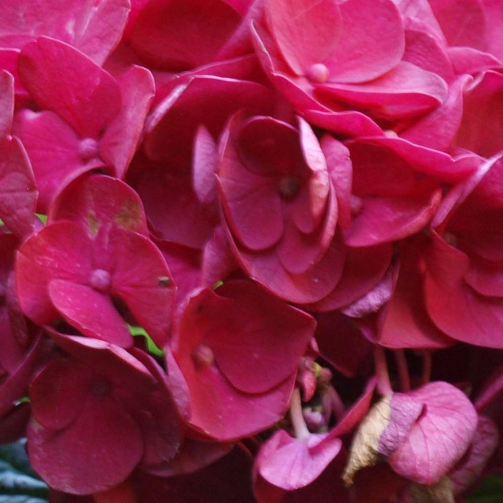 Jalohortensia Merveille Sanguine