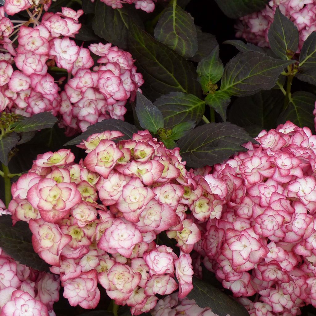 Jalohortensia Miss Saori