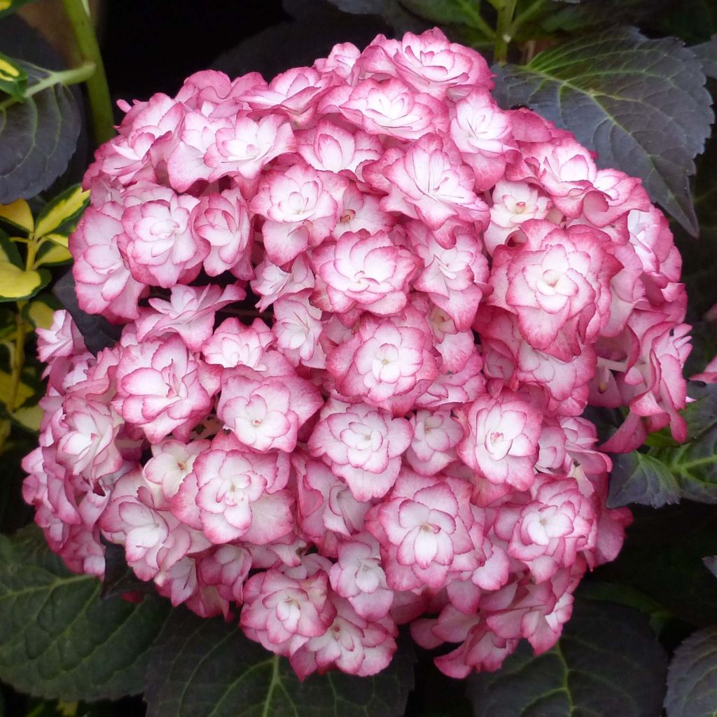 Jalohortensia Miss Saori