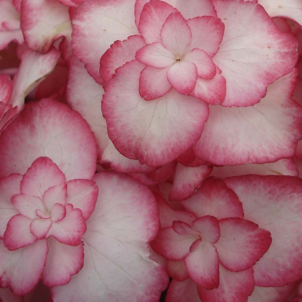 Jalohortensia Miss Saori