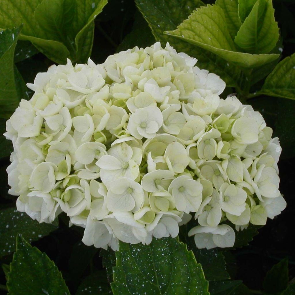 Jalohortensia Mme Emile Mouillière