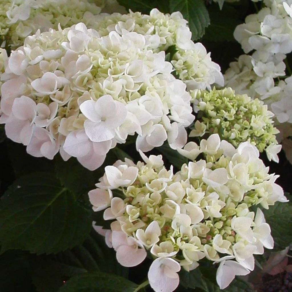Jalohortensia Mme Emile Mouillière