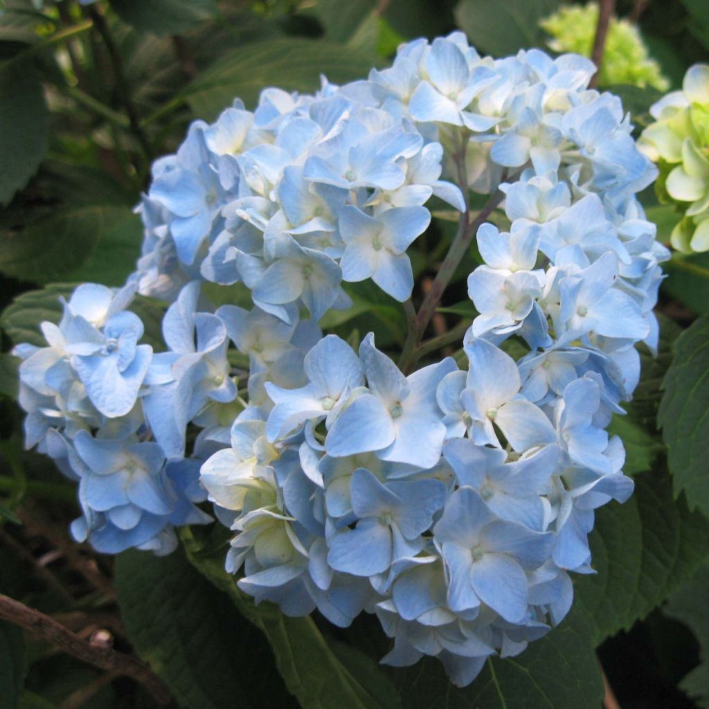 Jalohortensia Nikko Blue