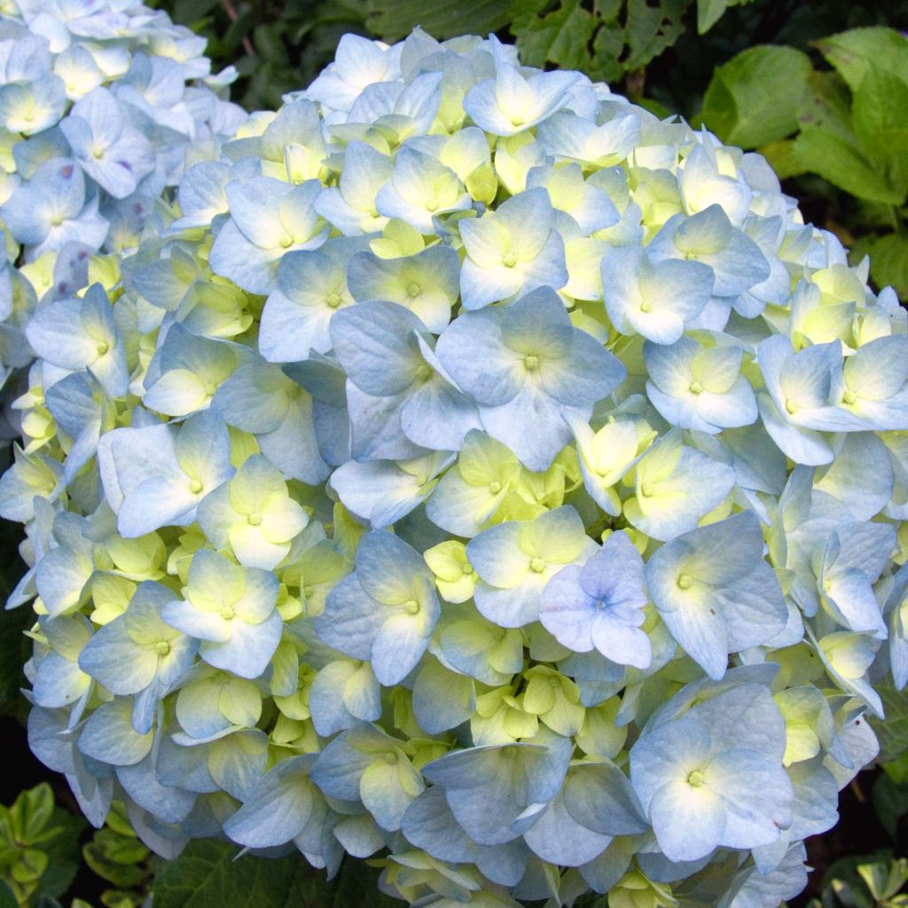 Jalohortensia Nikko Blue