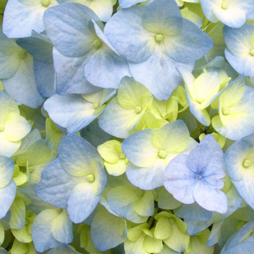 Jalohortensia Nikko Blue