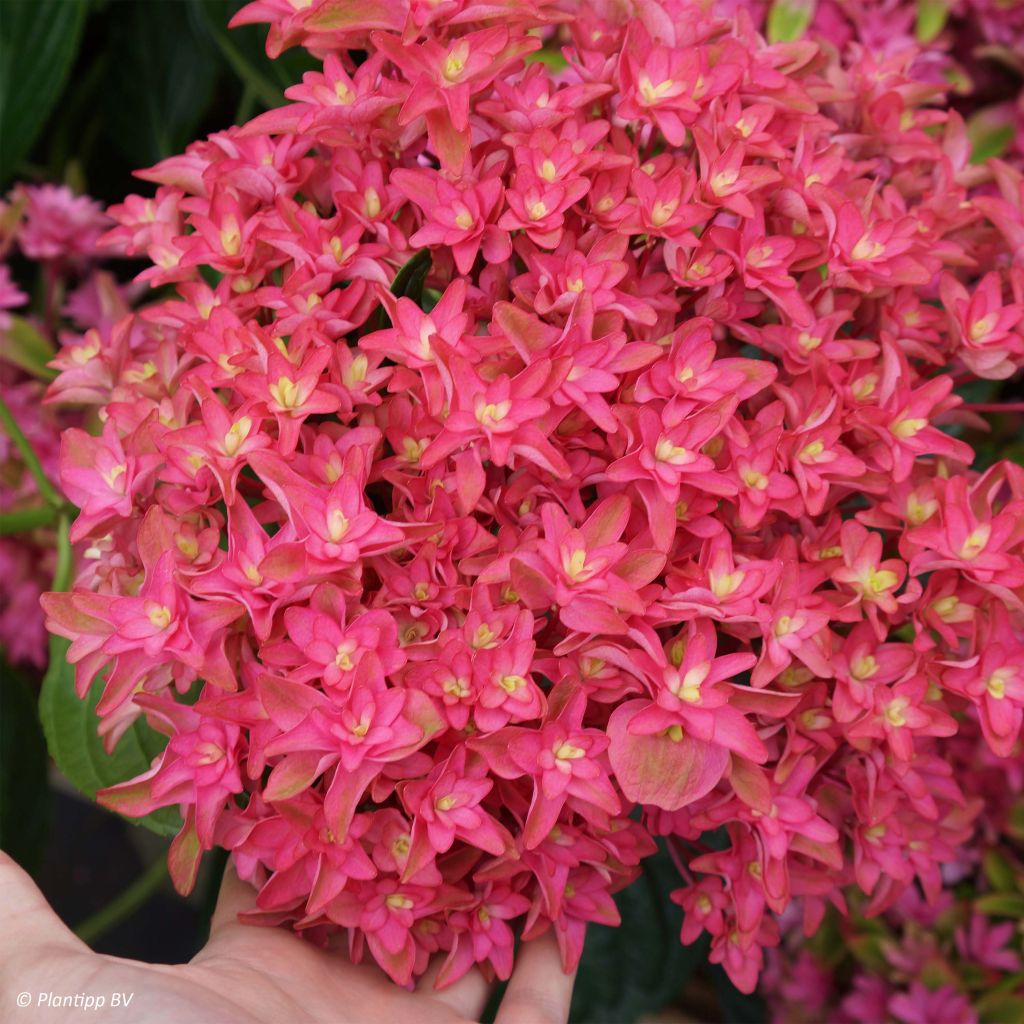 Jalohortensia Princess Diana