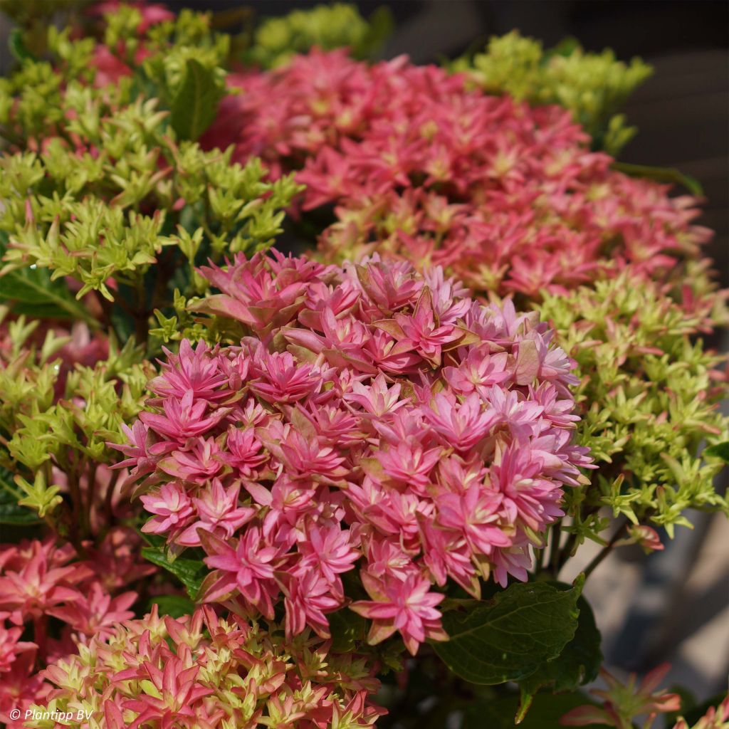 Jalohortensia Princess Diana
