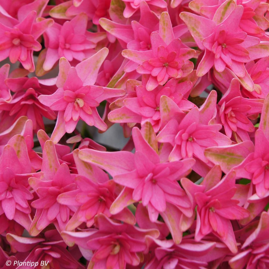 Jalohortensia Princess Diana