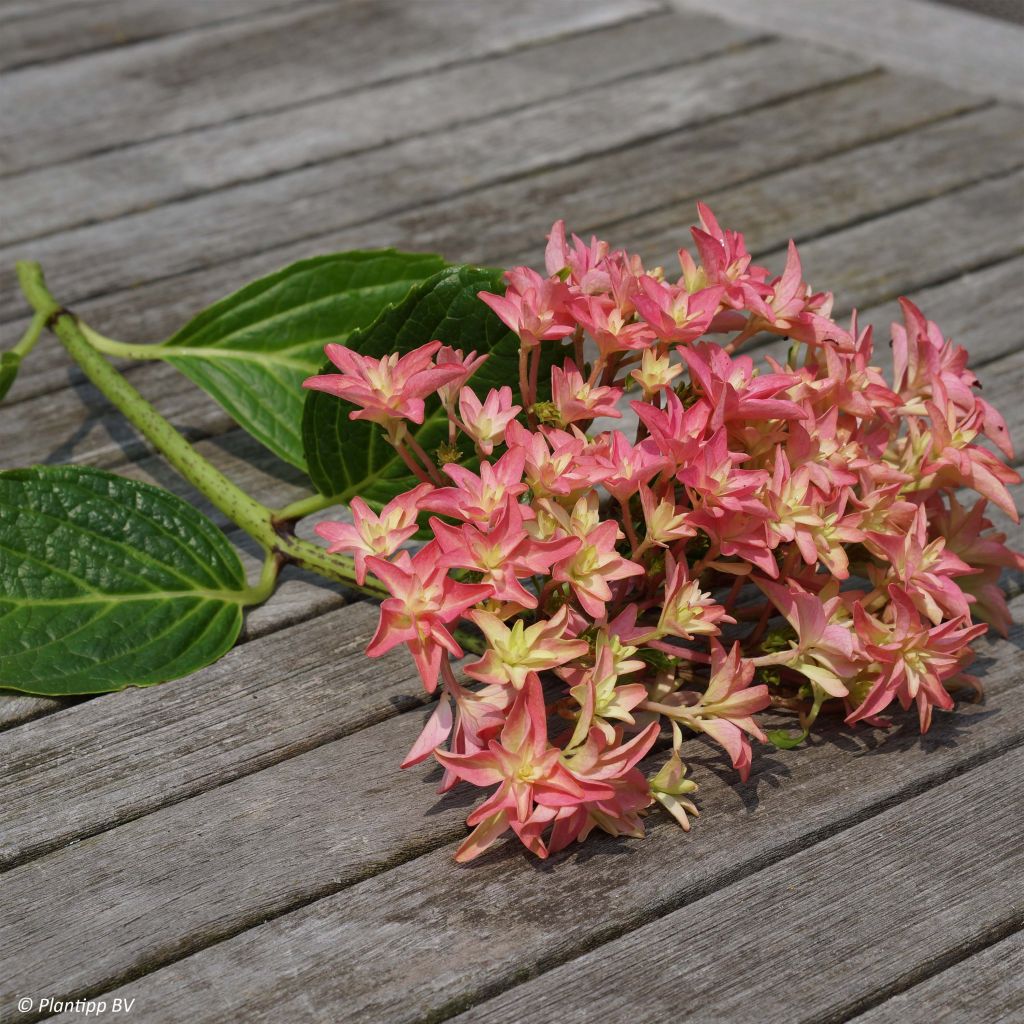 Jalohortensia Princess Diana