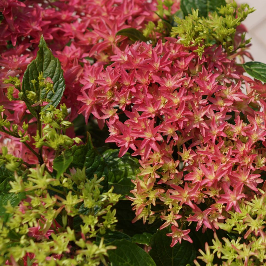 Jalohortensia Princess Diana