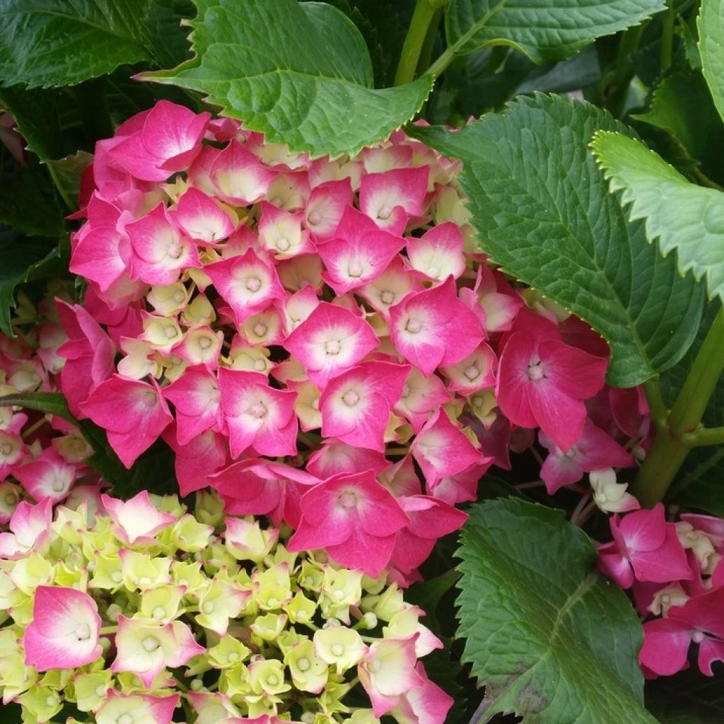 Jalohortensia Baron Rouge