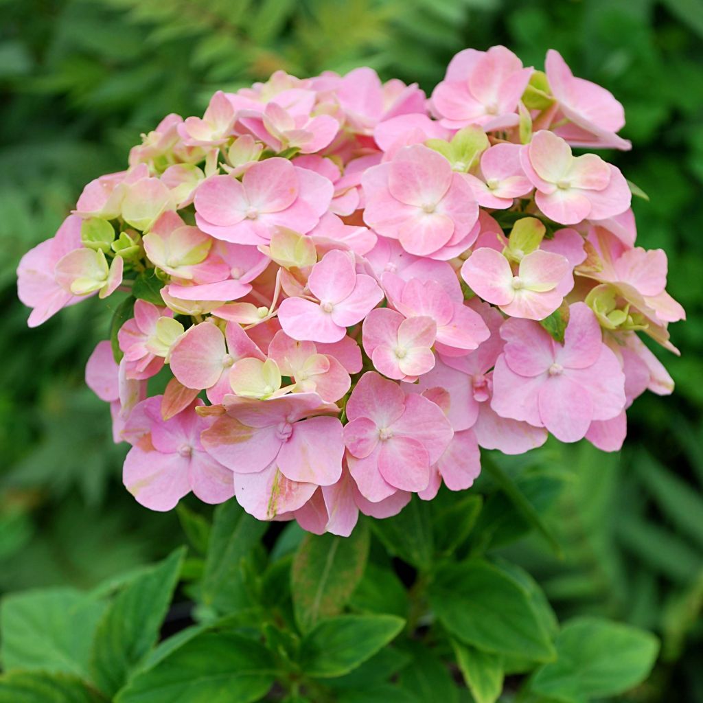 Jalohortensia So Long Rosy