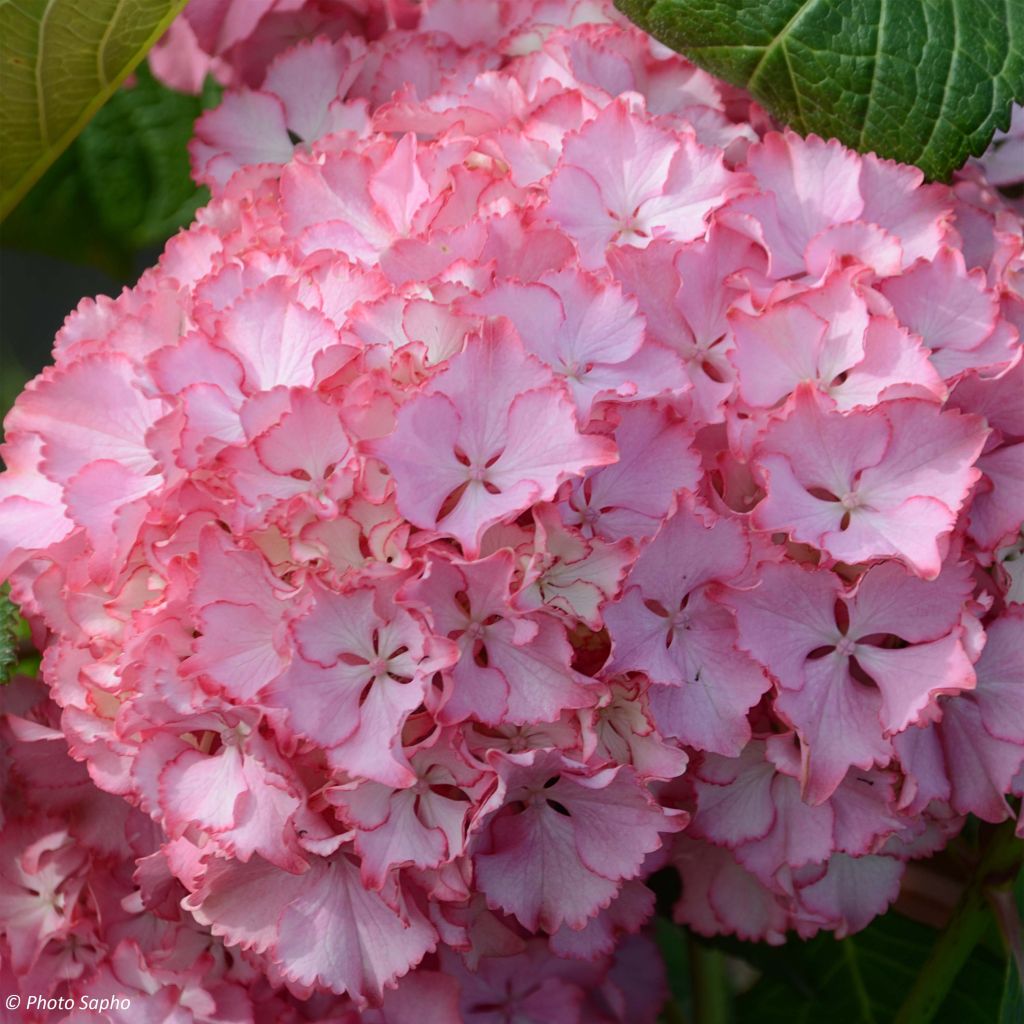 Jalohortensia So Long Sunny