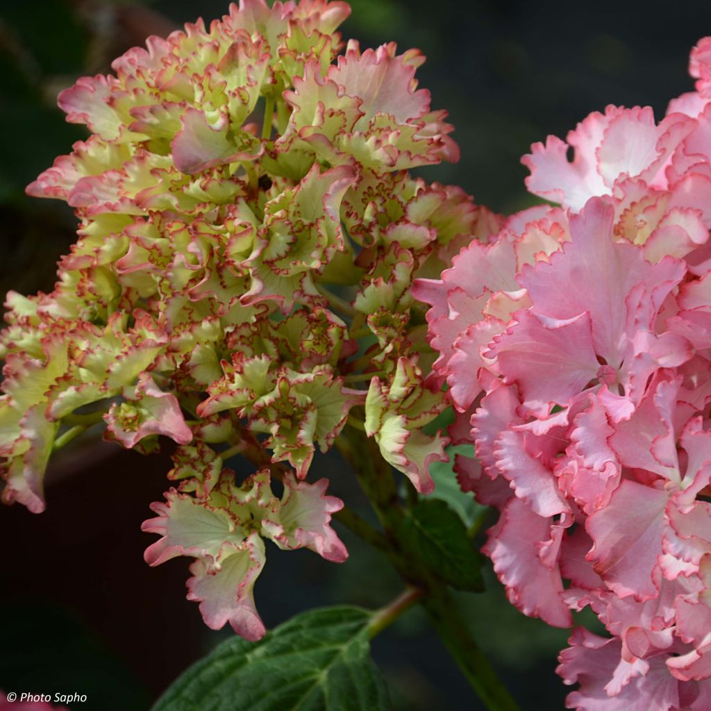 Jalohortensia So Long Sunny