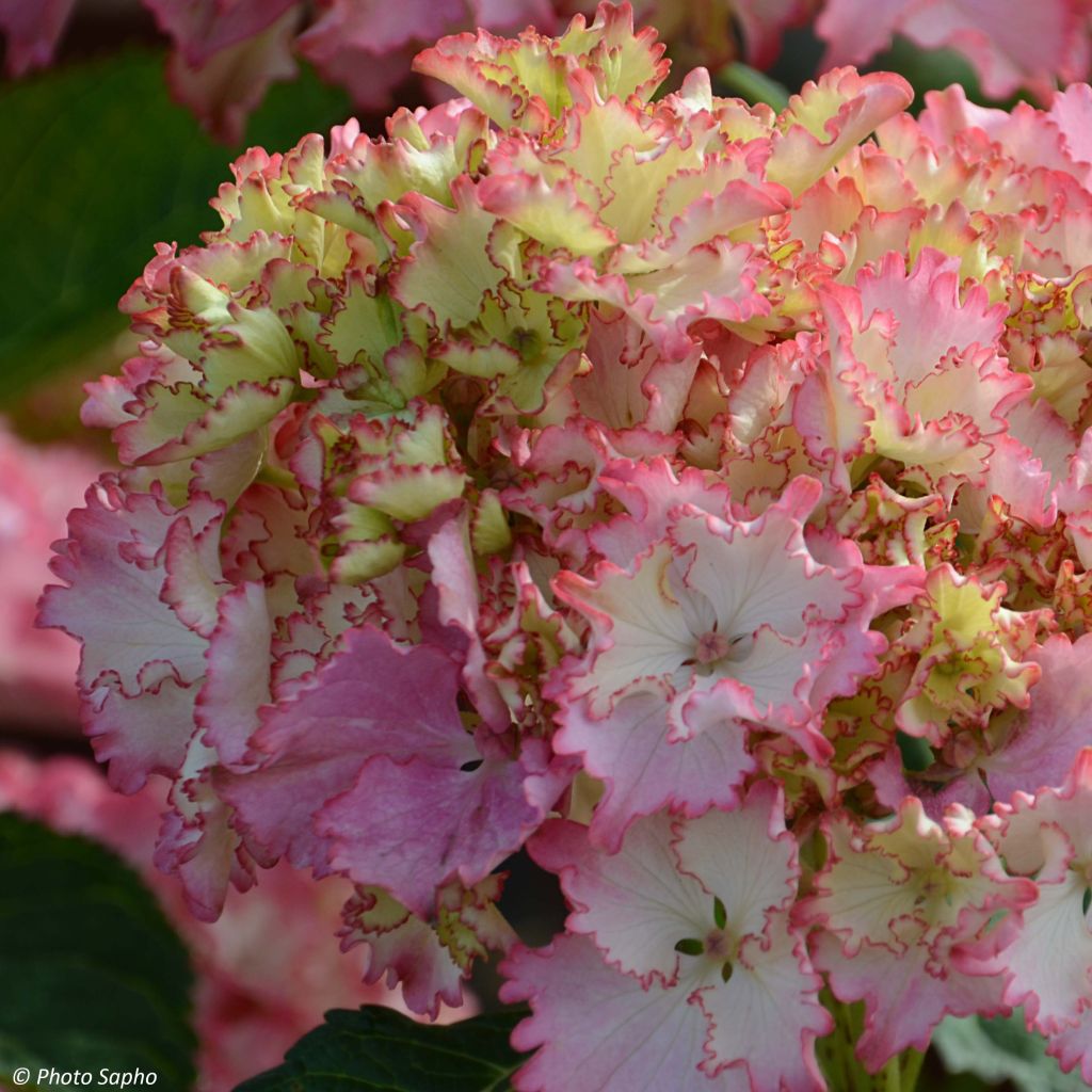 Jalohortensia So Long Sunny