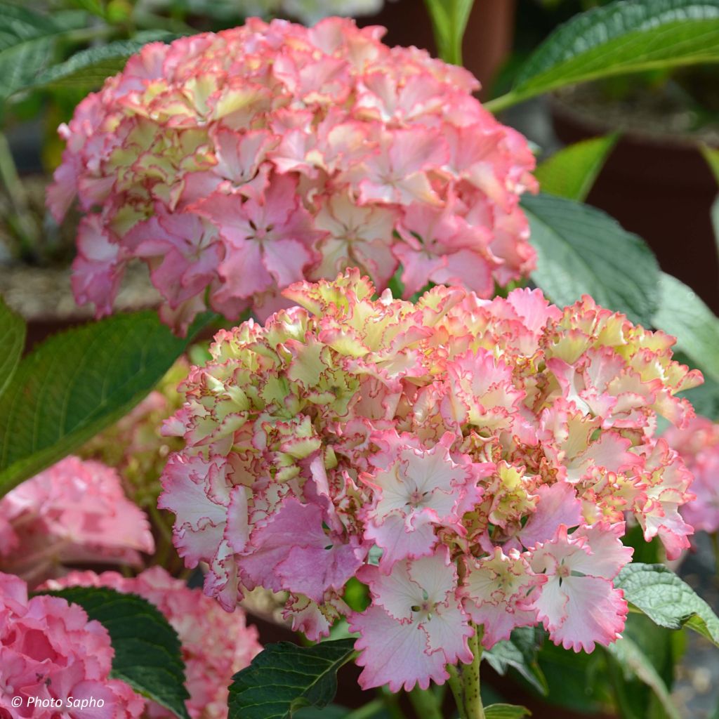 Jalohortensia So Long Sunny