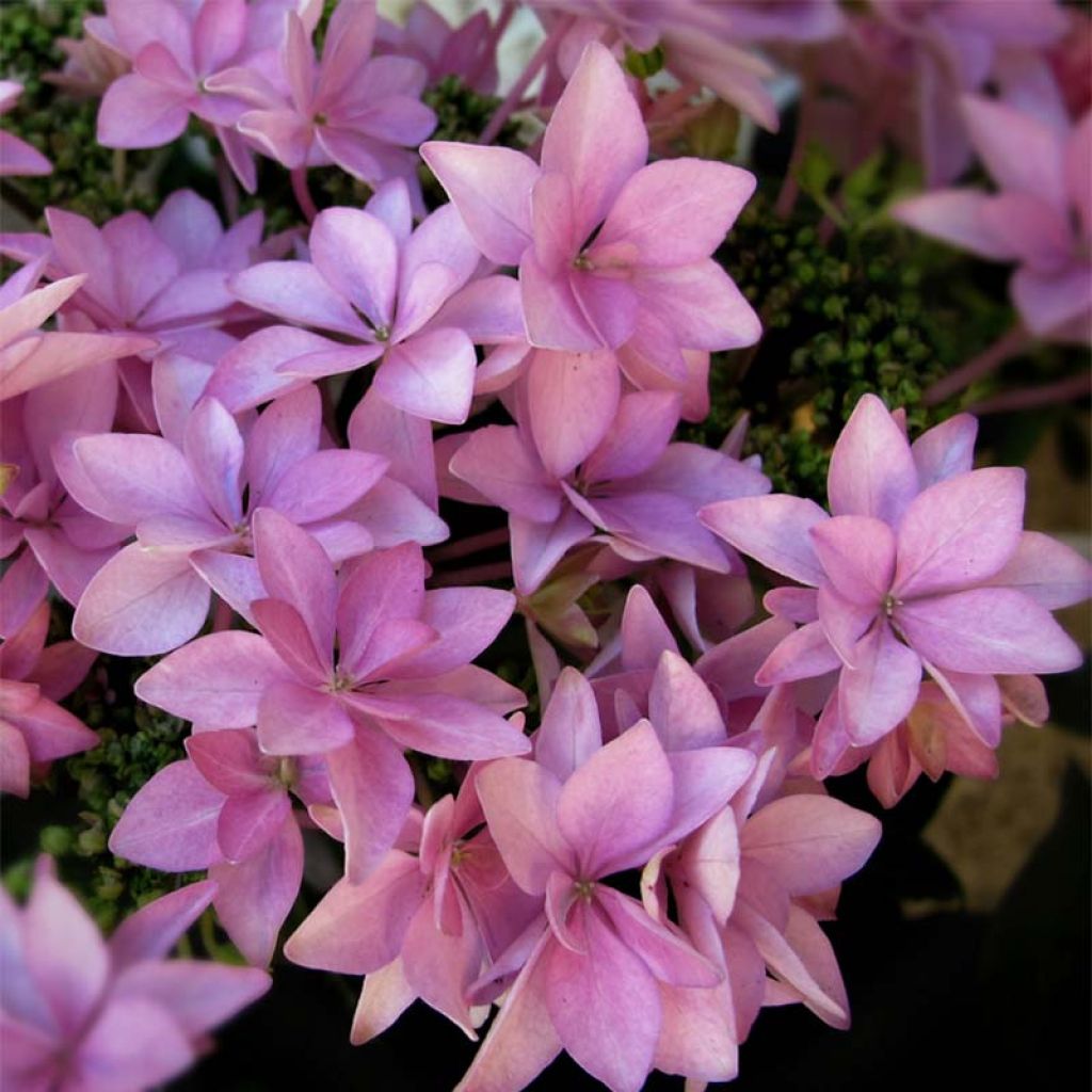 Jalohortensia You and Me Romance