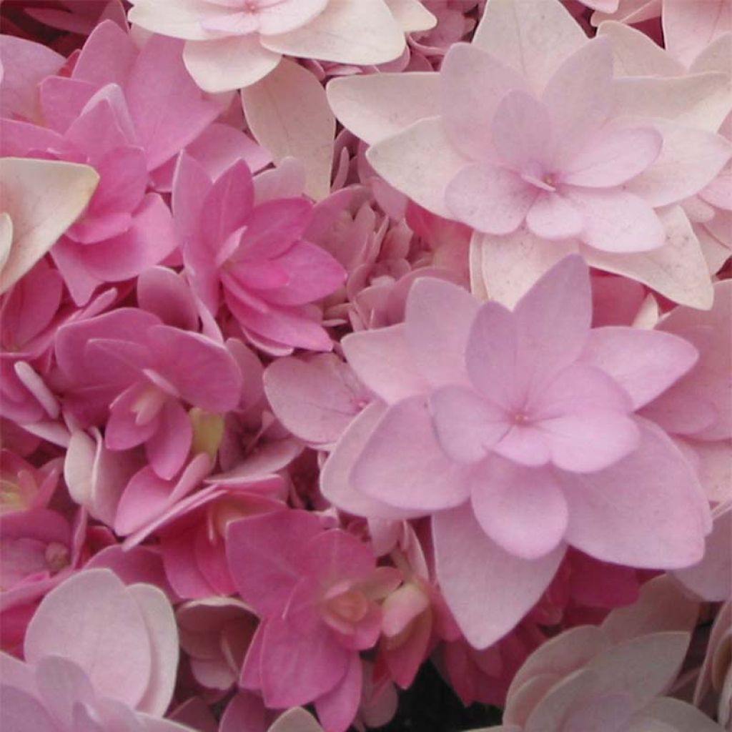 Jalohortensia You and Me Romance