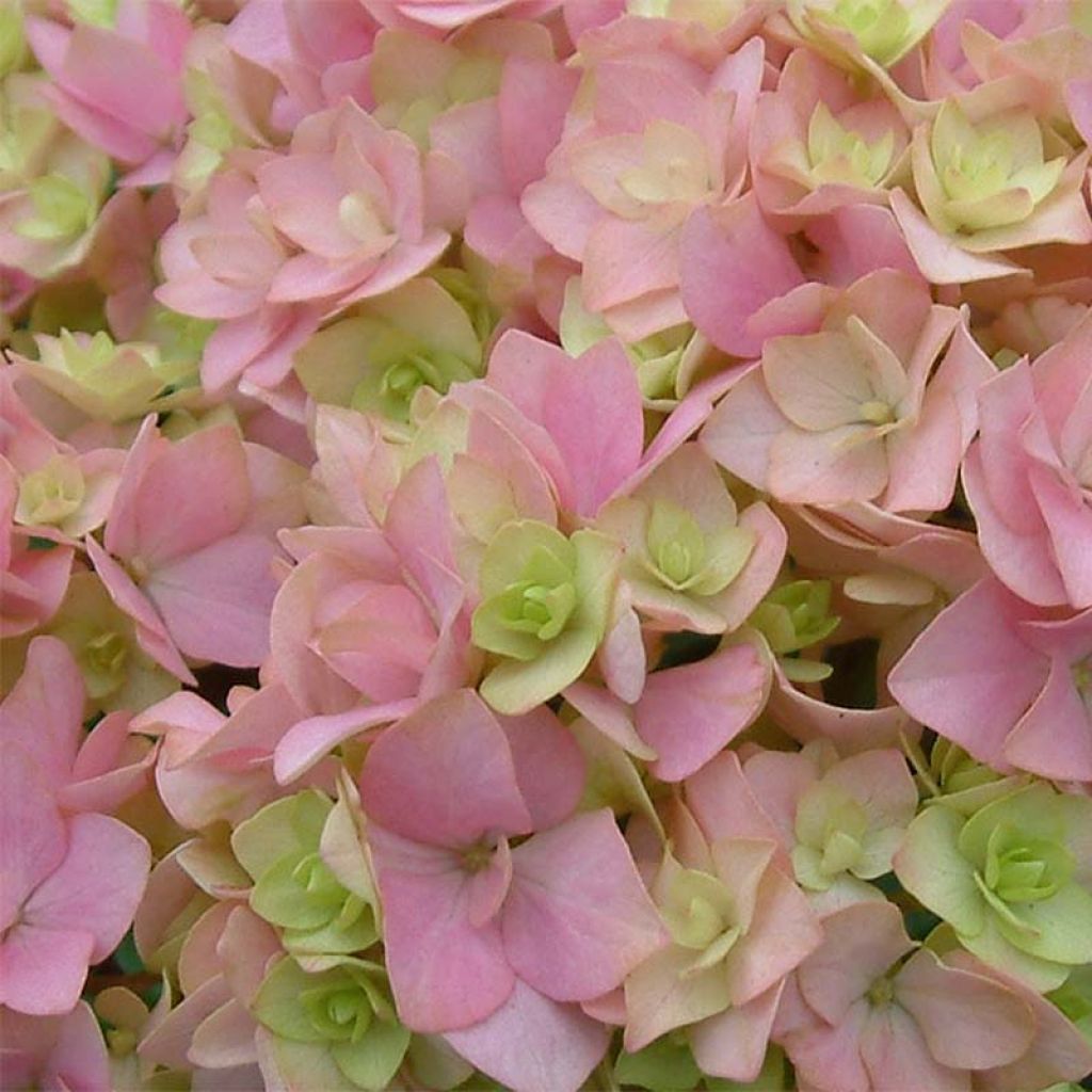 Jalohortensia You and Me Together