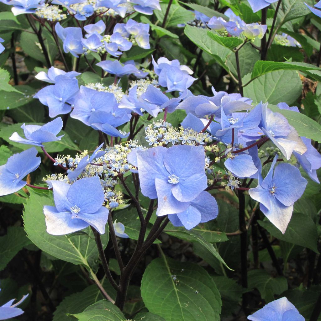 Jalohortensia Zorro