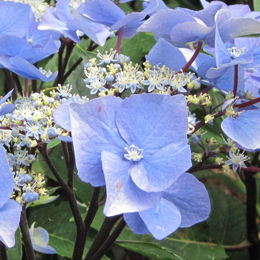 Jalohortensia Zorro