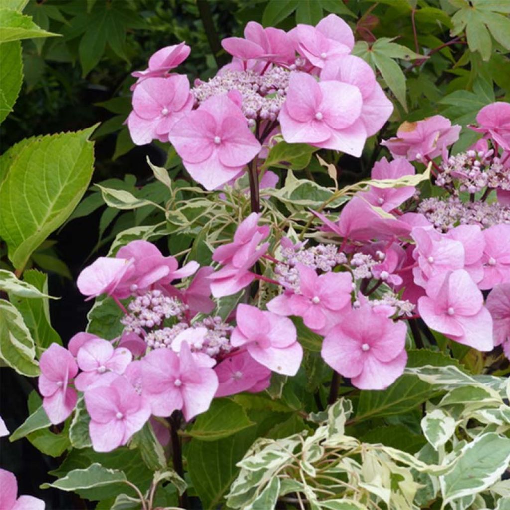 Jalohortensia Zorro vaaleanpunainen