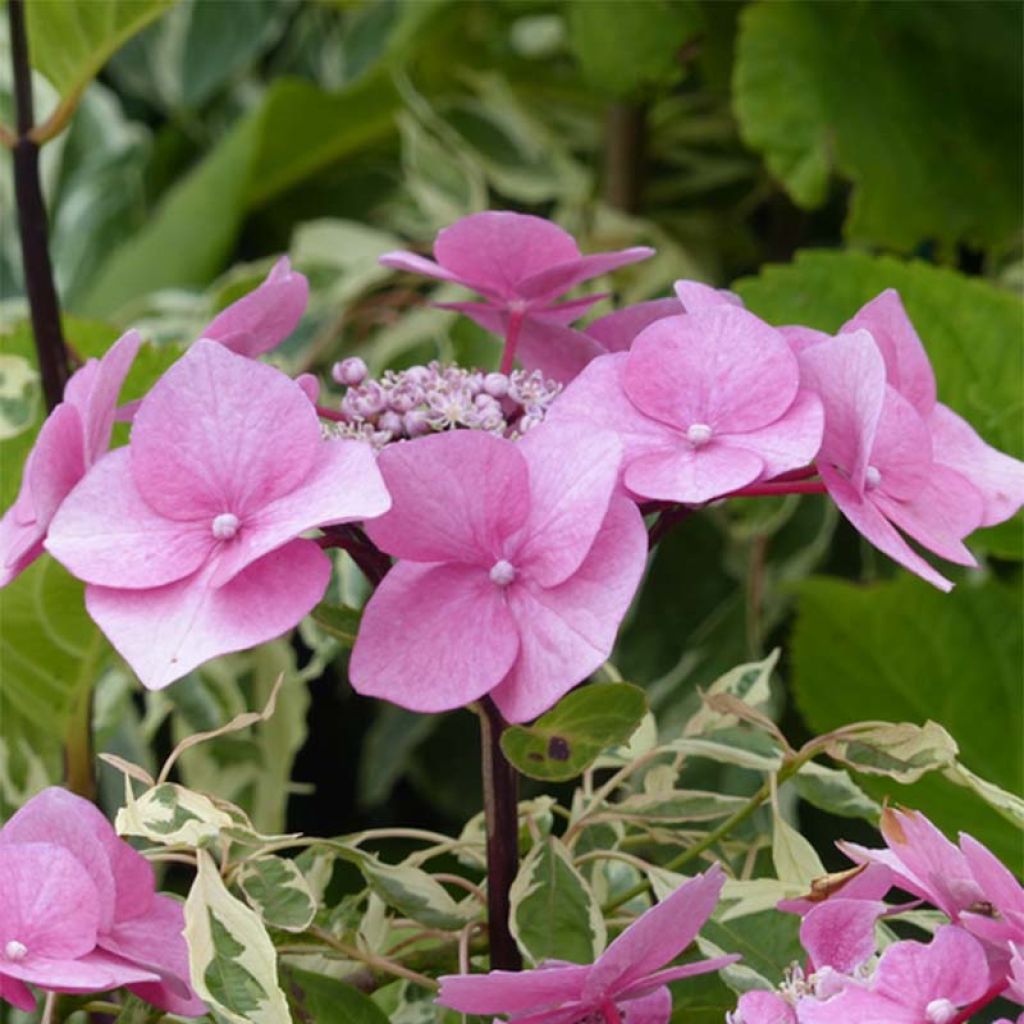 Jalohortensia Zorro vaaleanpunainen