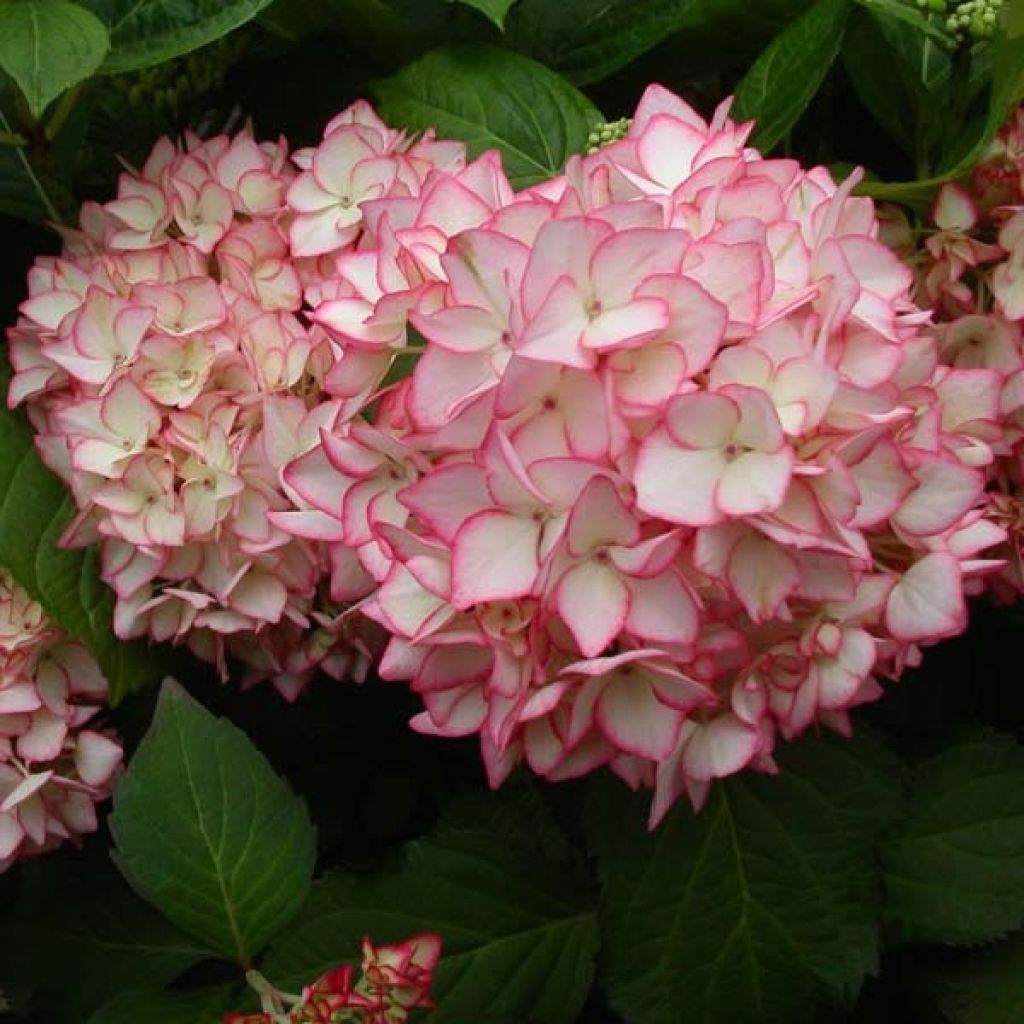 Jalohortensia Mirai