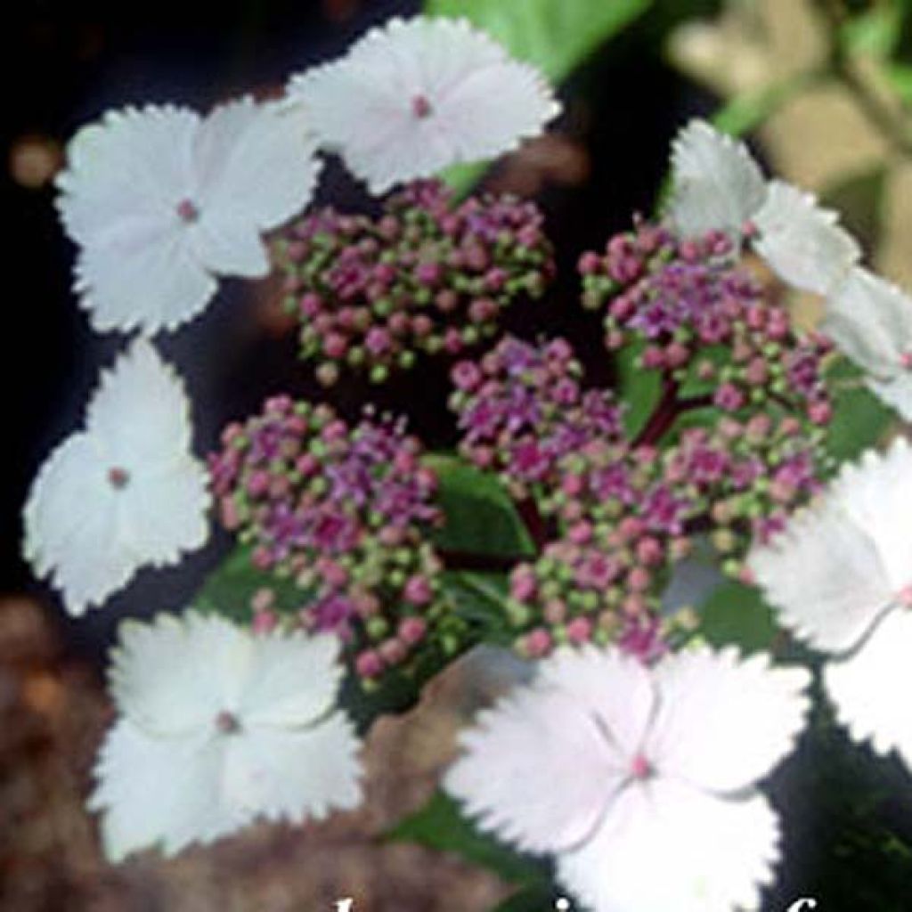 Hortensia Nadesiko