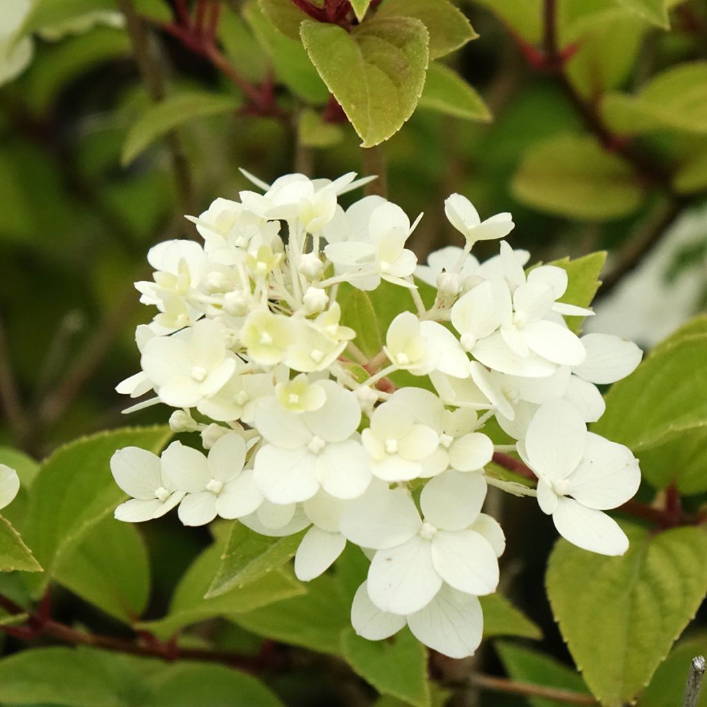 Syyshortensia Dharuma