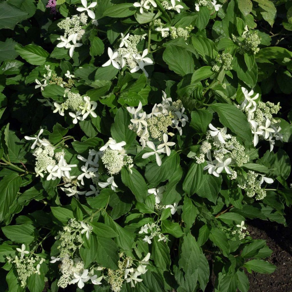 Syyshortensia Great Star Le Vasterival