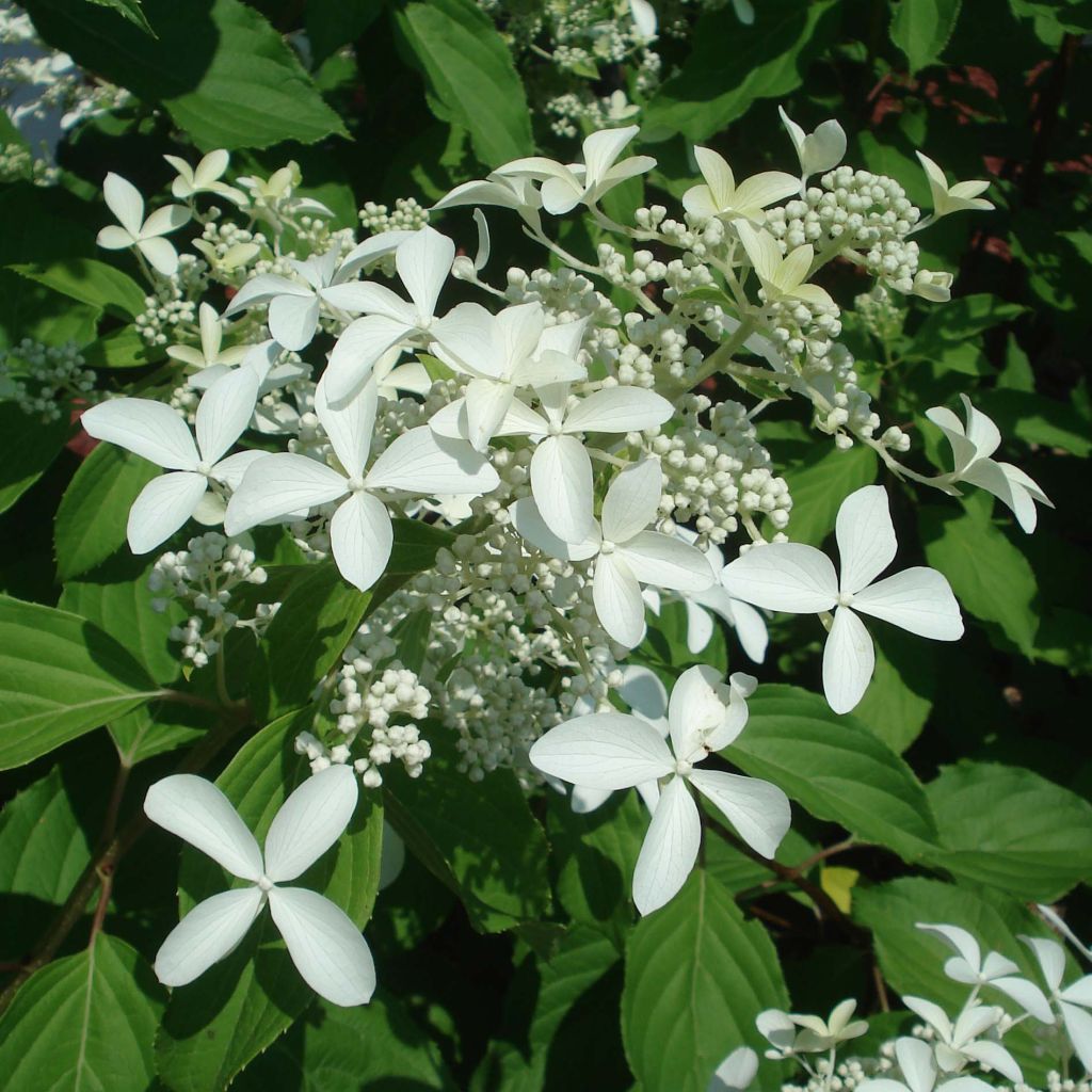Syyshortensia Great Star Le Vasterival
