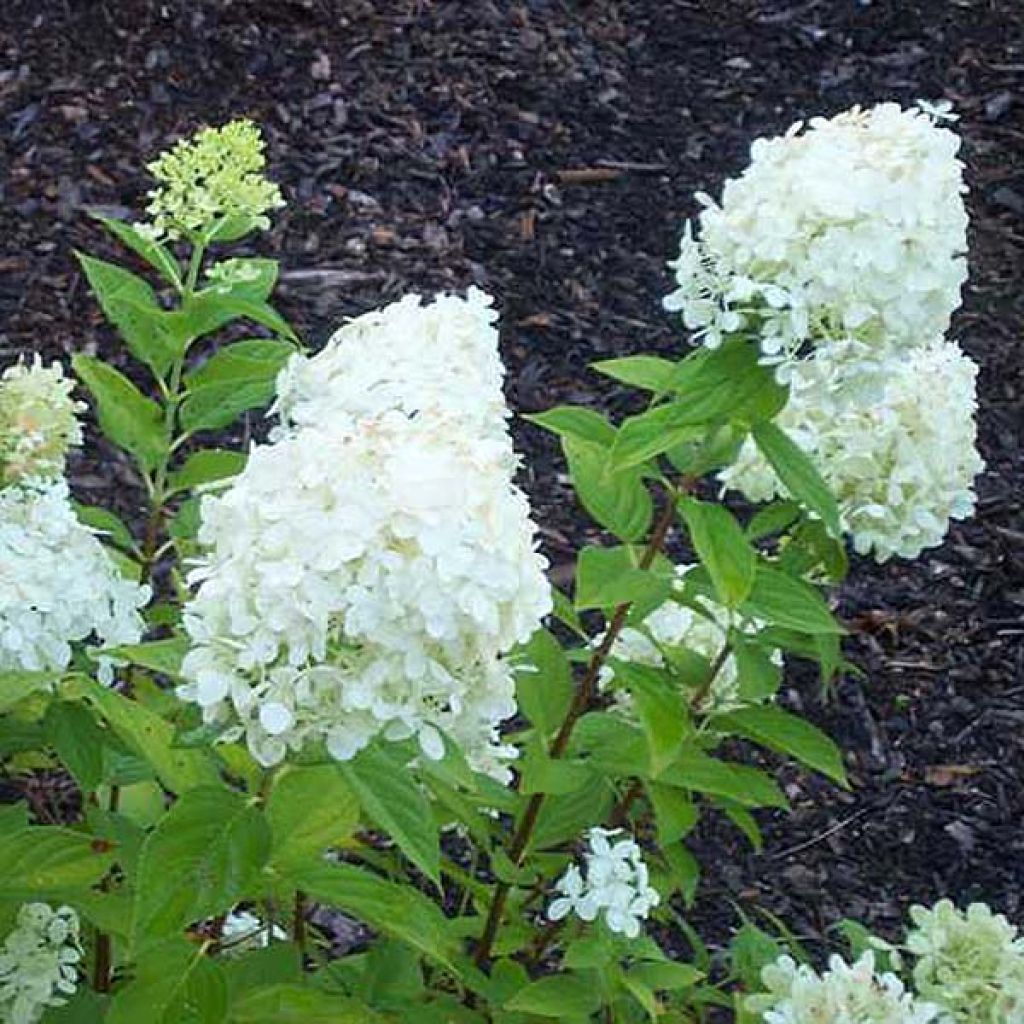 Syyshortensia Limelight