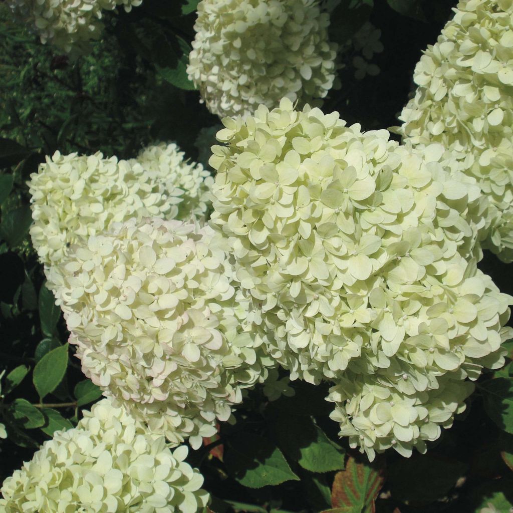 Syyshortensia Limelight