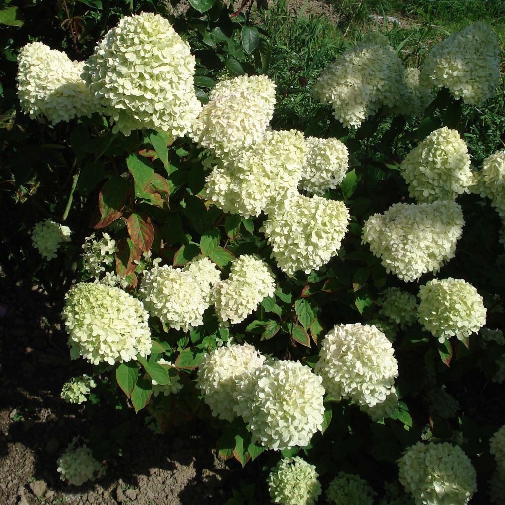 Syyshortensia Limelight
