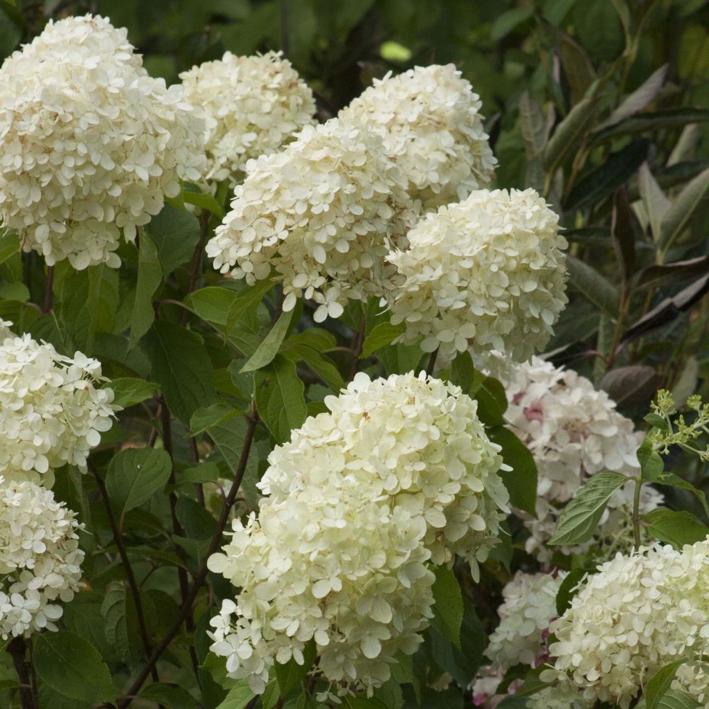 Syyshortensia Limelight