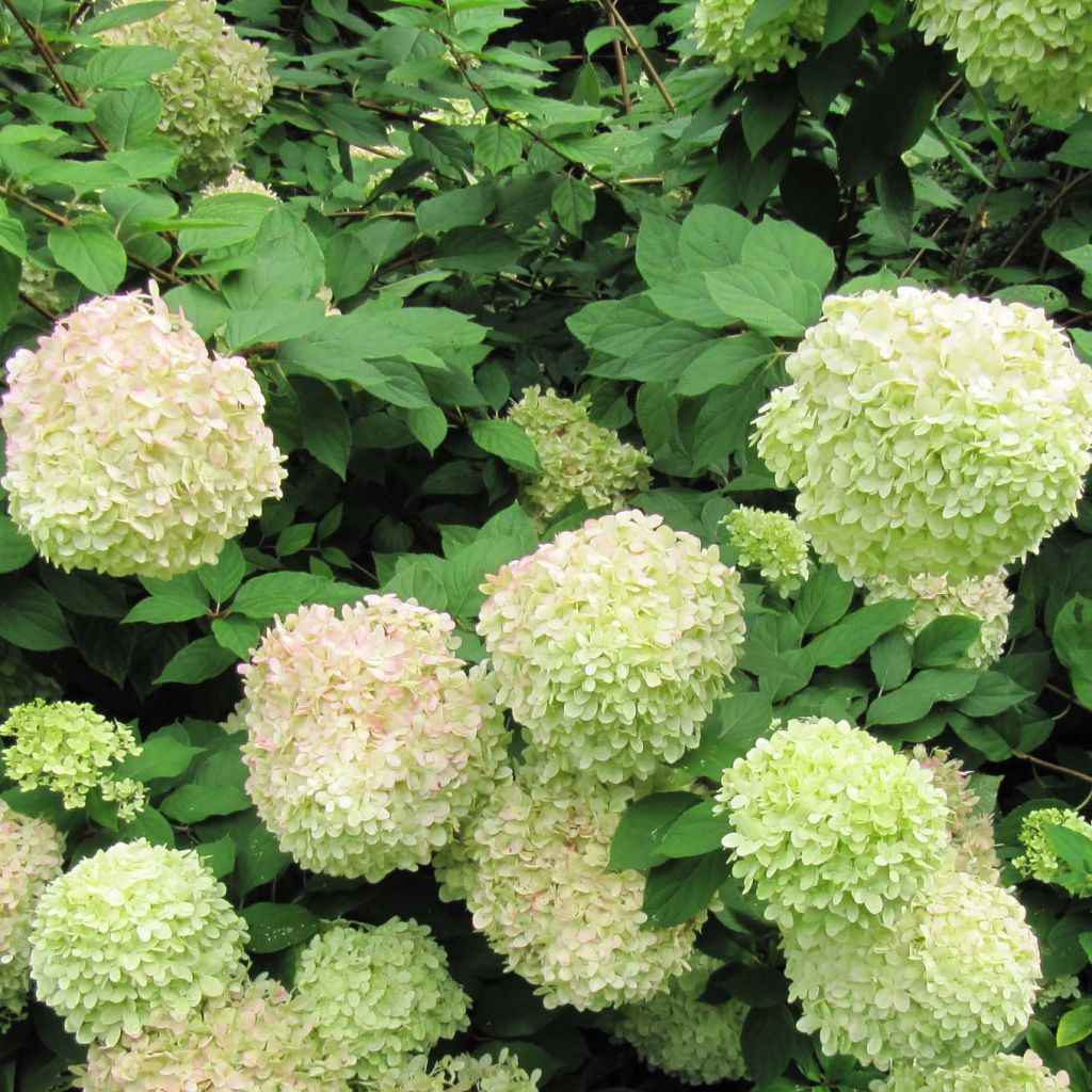 Syyshortensia Limelight