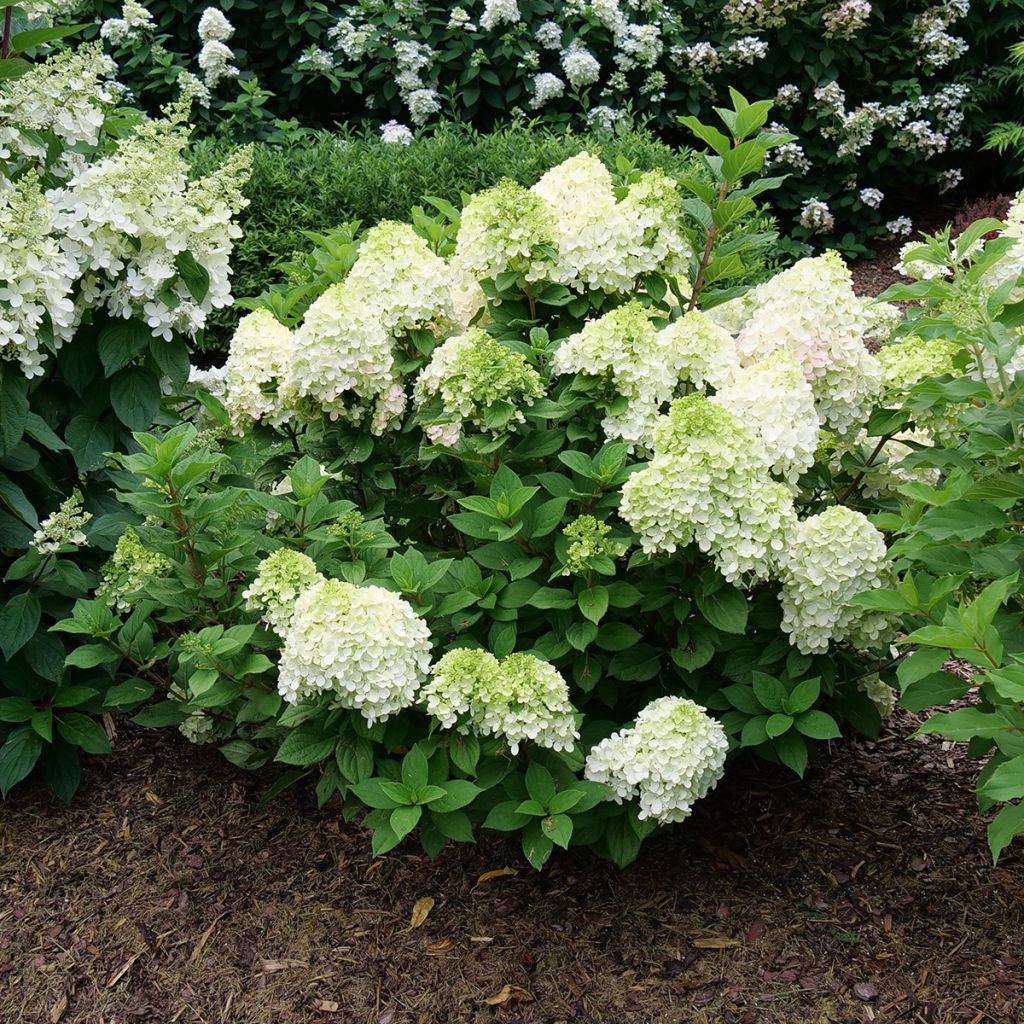 Syyshortensia Little Lime Punch