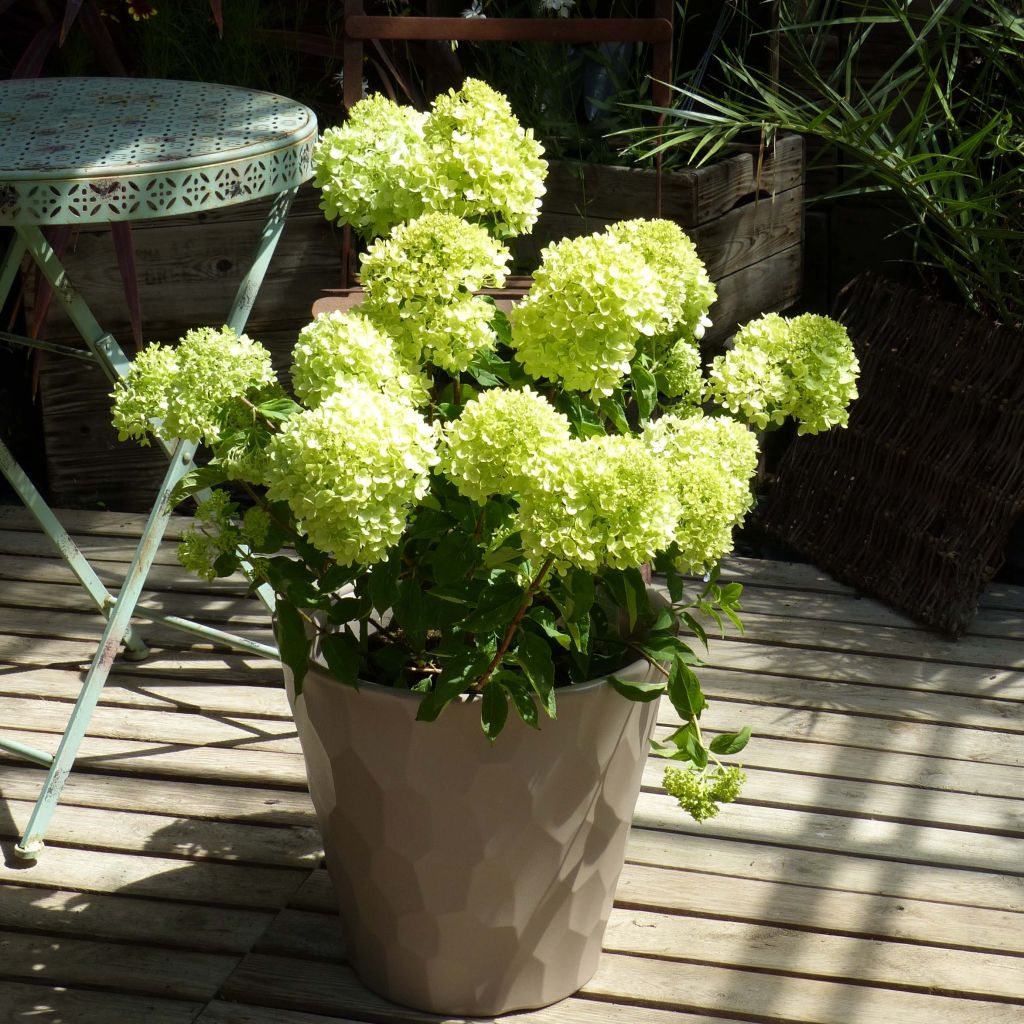 Syyshortensia Little Lime