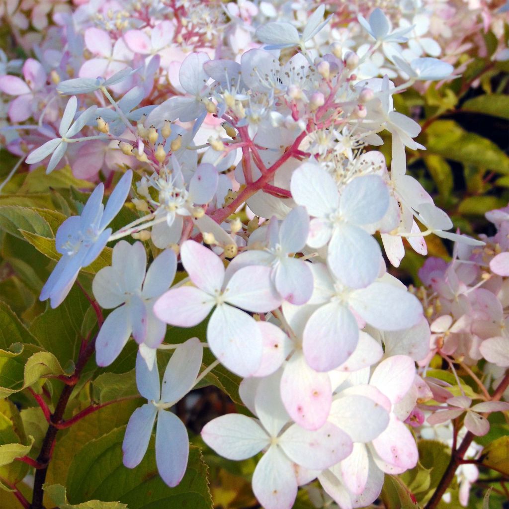 Syyshortensia Phantom