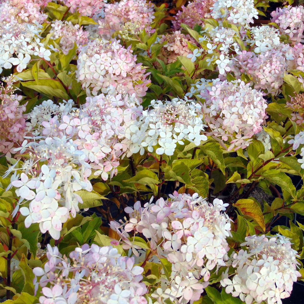 Syyshortensia Phantom