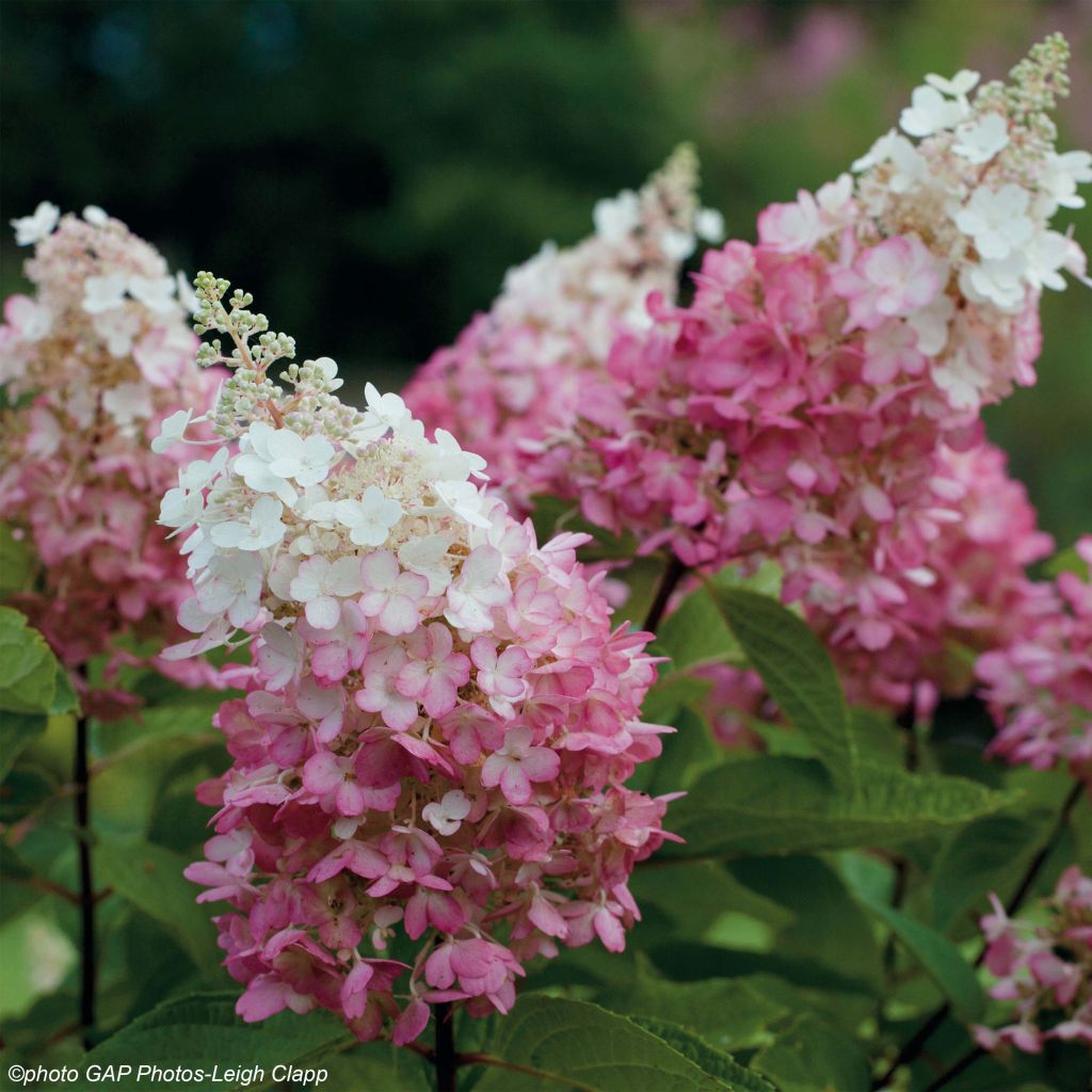 Syyshortensia Pinky Winky