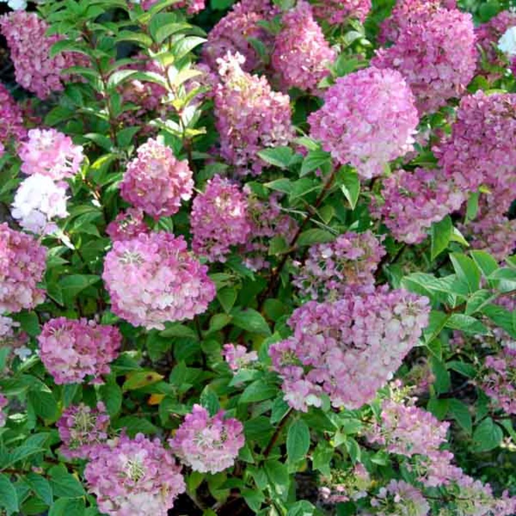 Syyshortensia Sundae Fraise