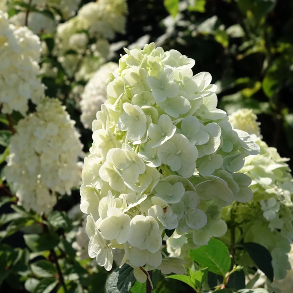 Syyshortensia Sundae Fraise