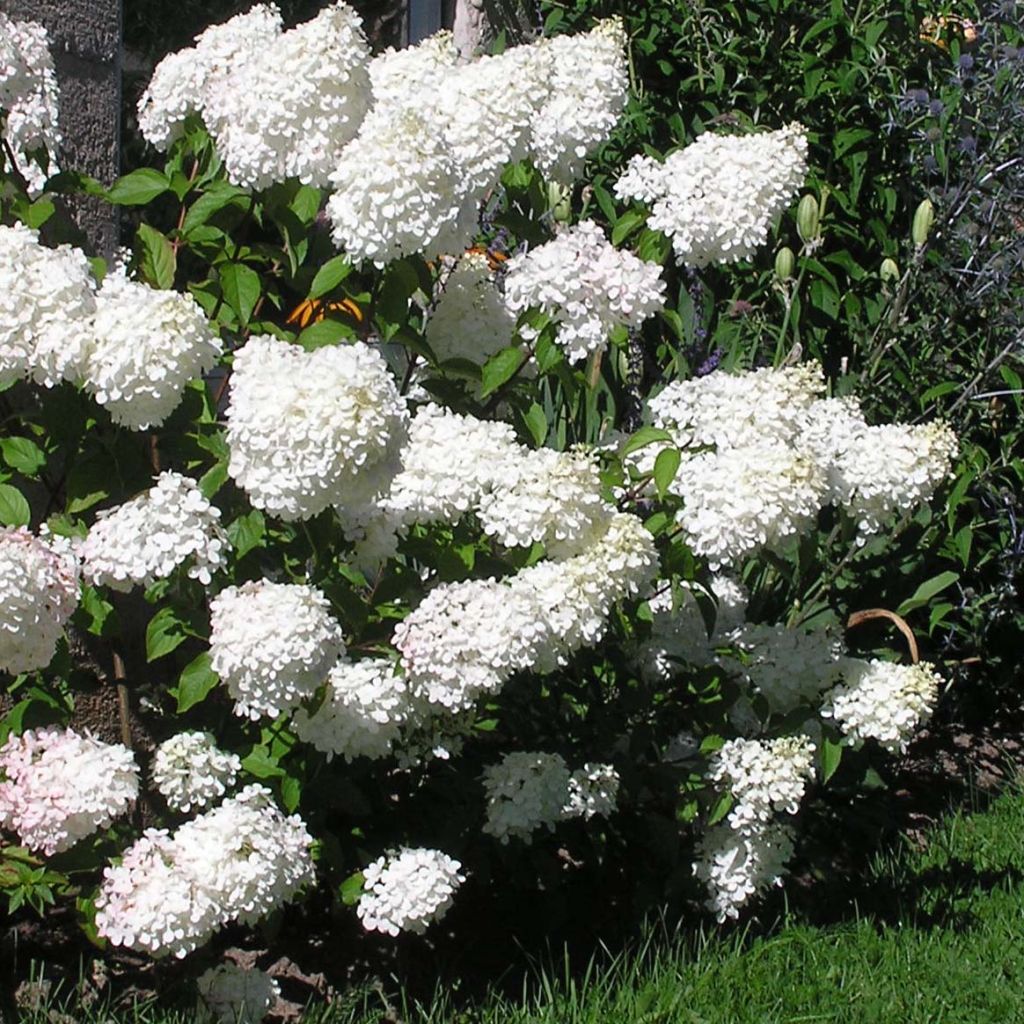 Syyshortensia Vanille Fraise