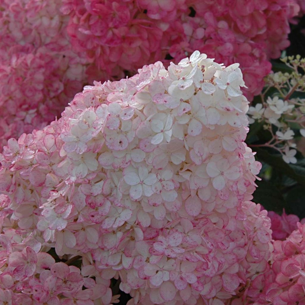 Syyshortensia Vanille Fraise