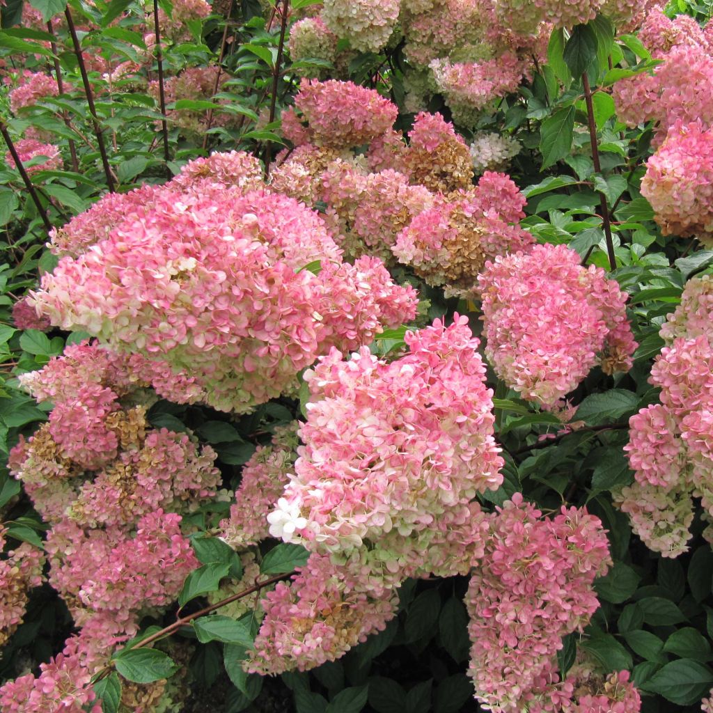 Syyshortensia Vanille Fraise