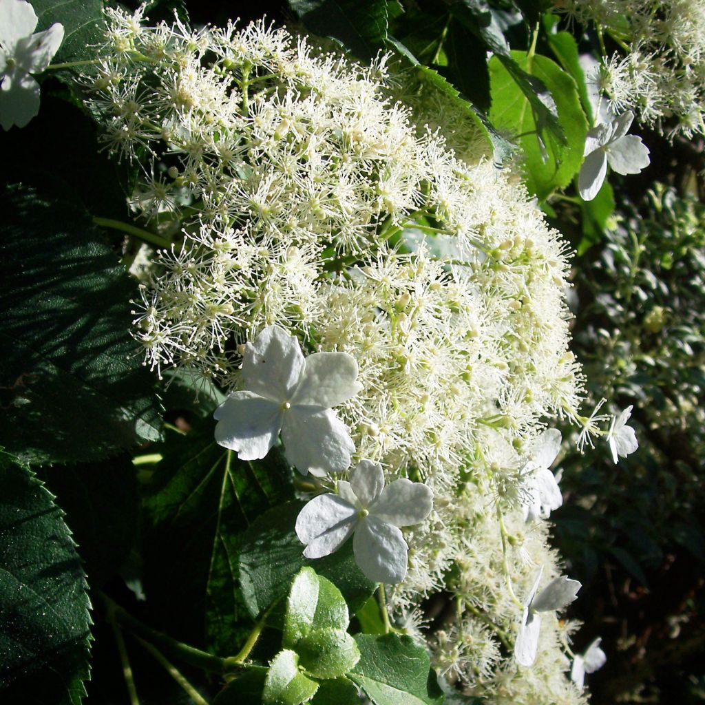 Köynnöshortensia ssp. petiolaris