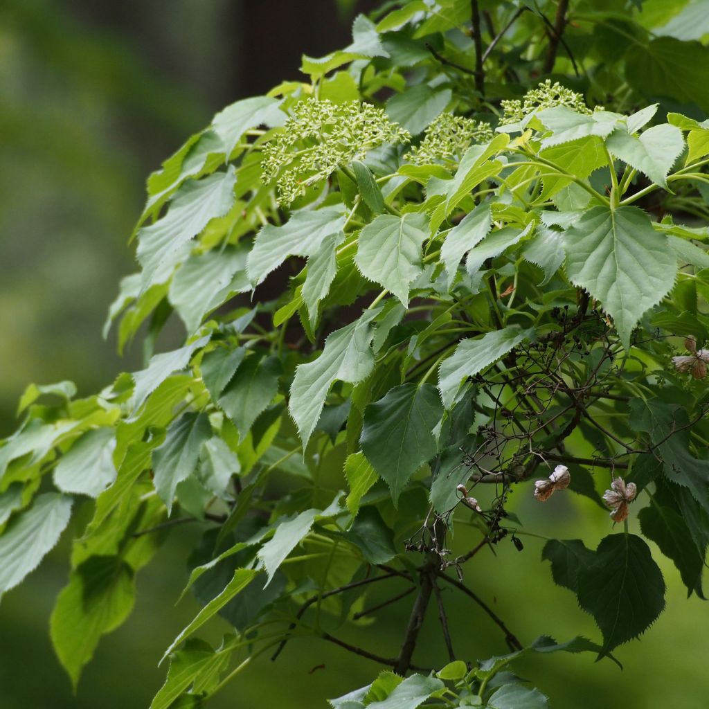 Köynnöshortensia ssp. petiolaris